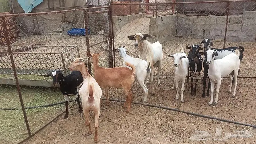 معزا صغار سن مراح واحد 2