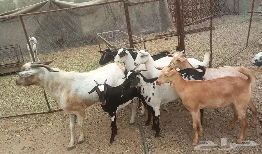 معزا صغار سن مراح واحد 1