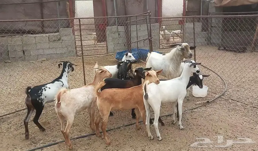 معزا صغار سن مراح واحد 0