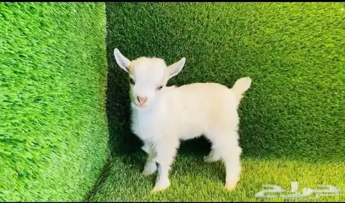 ماعز قزم قزمي بيور 0