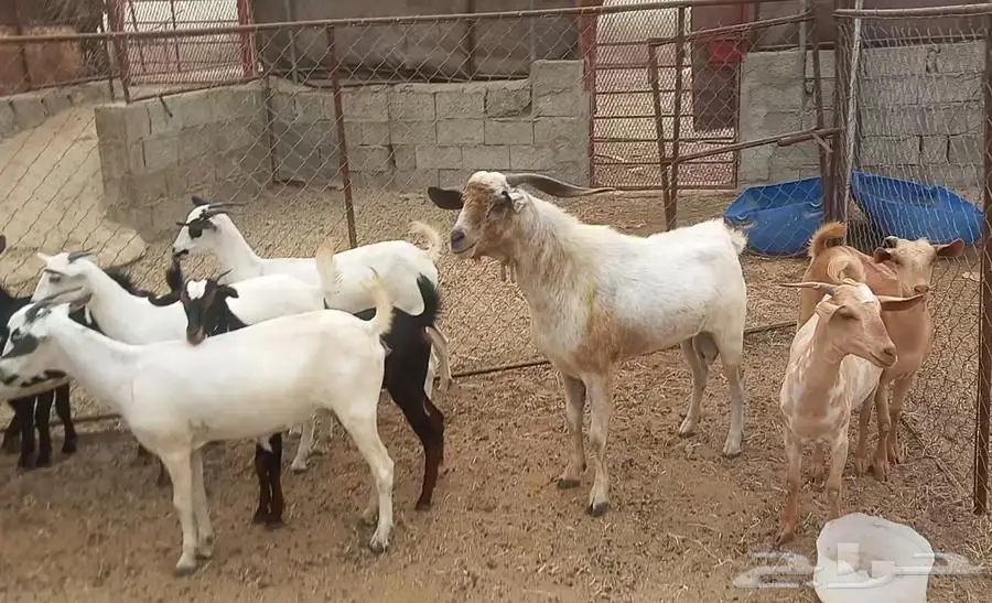 معزا صغار سن مراح واحد 4