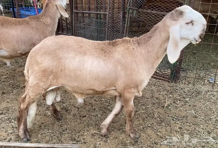 طليين سواكن مشاريع فحول معرفه من الأب والأم العمر 4 اشهر 3