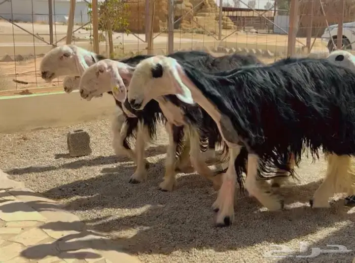 شياه نجد ولد 0