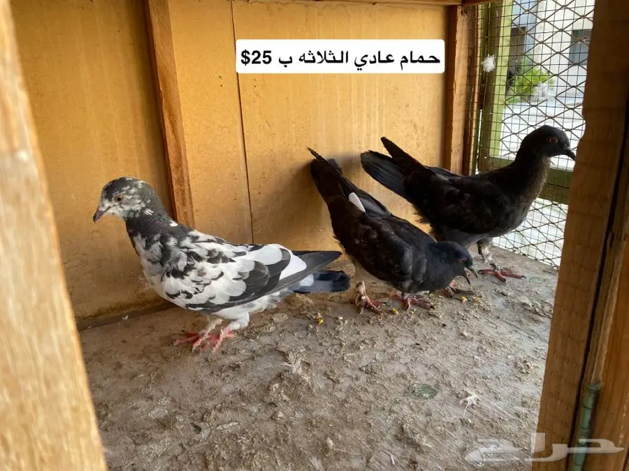 حمام مشكل index