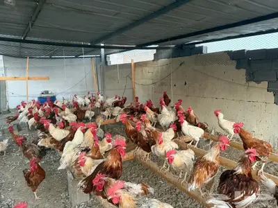 ديوك لوهمان حارة للبيع 0