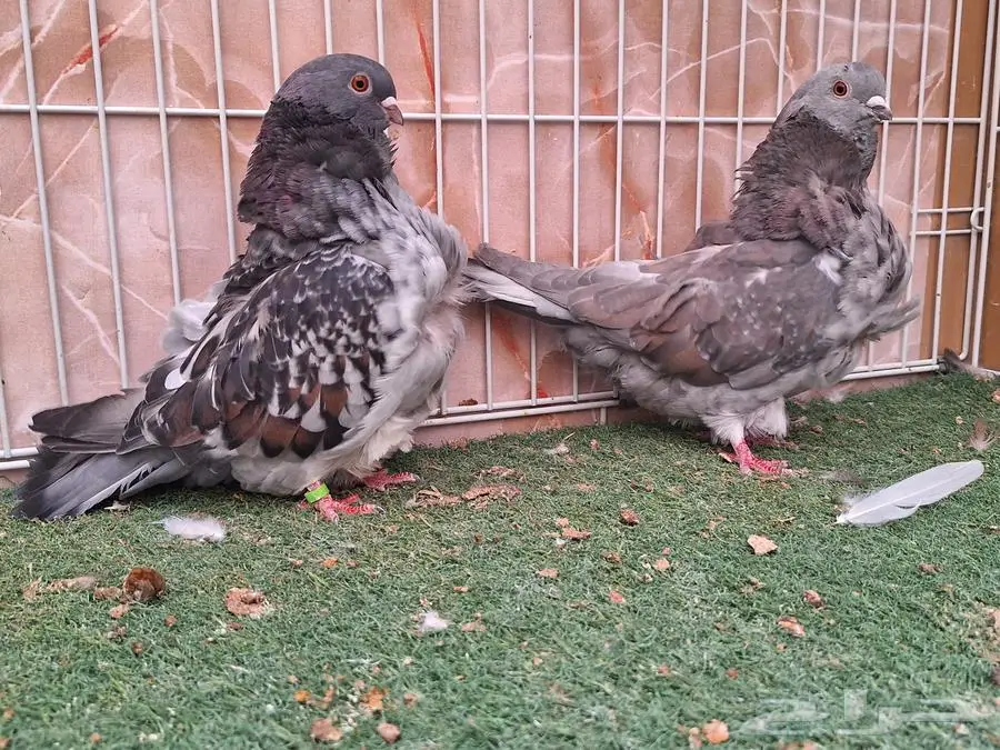 جوز كشكش 3