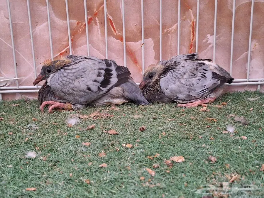 فرصة لهواة زواجل السباق ازواج محجلات 1