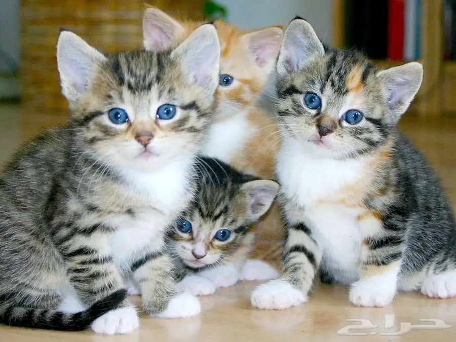 Small Kittens for Adoption 0