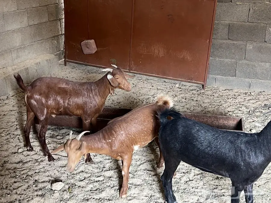 ماعز جنوبيه 1