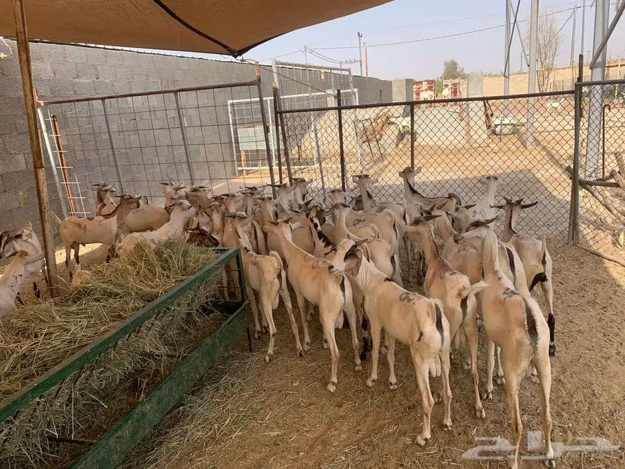 برابر و تيوس صومالية لتجار الجملة و أصحاب الحلال 1