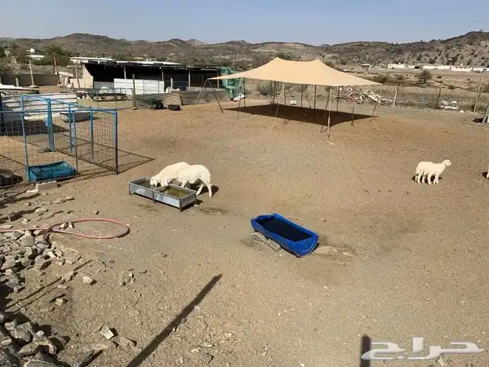 ذبيحة ضيافة الى باب بيتك 4