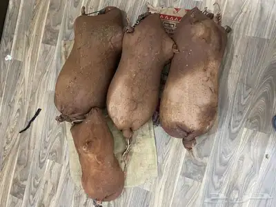 يوجد عندي سعن وعكك ضبان 1
