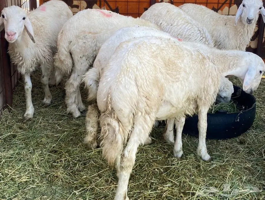 طليان نظاف شرط 2