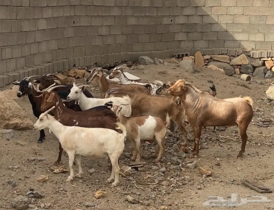 ماعز جنوبيه 2
