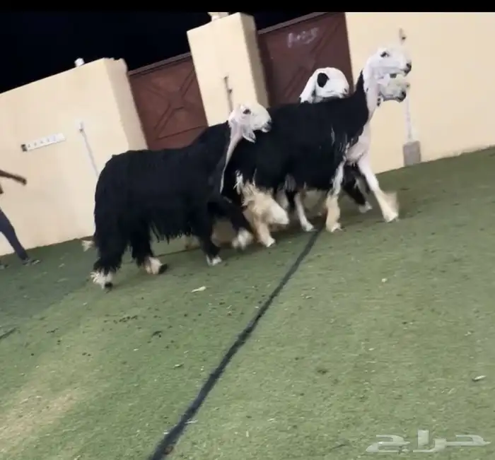 رخال جذعات دفيع 2
