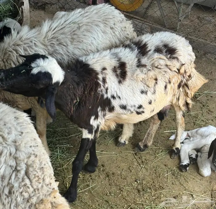 7 روس ضان تحتها 9 للبيع 4