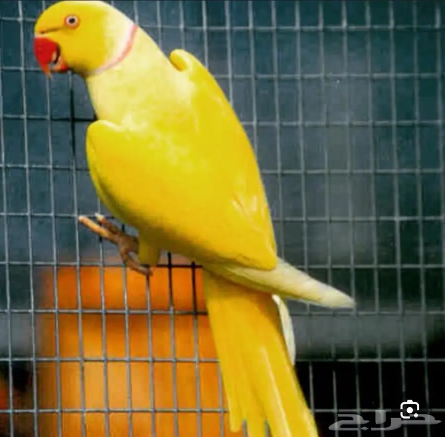 زوج درة اصفر 0