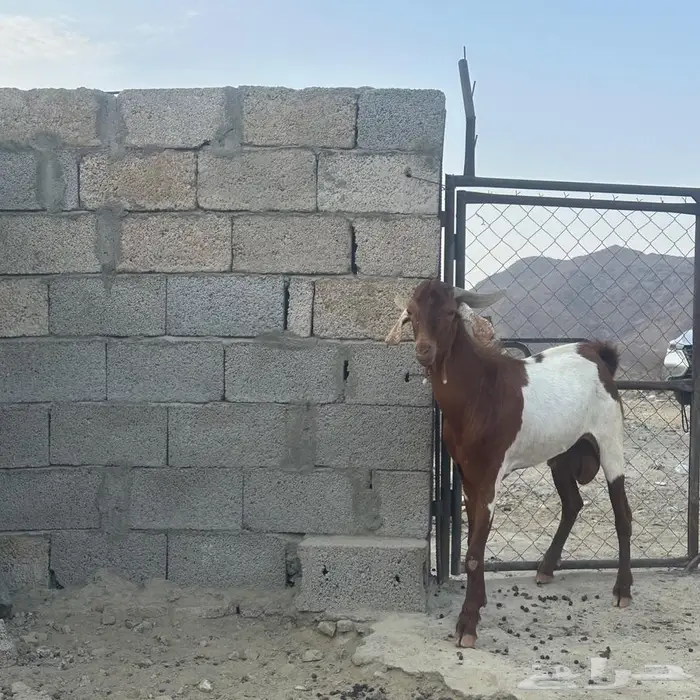 تيس فحل السن ثني 2