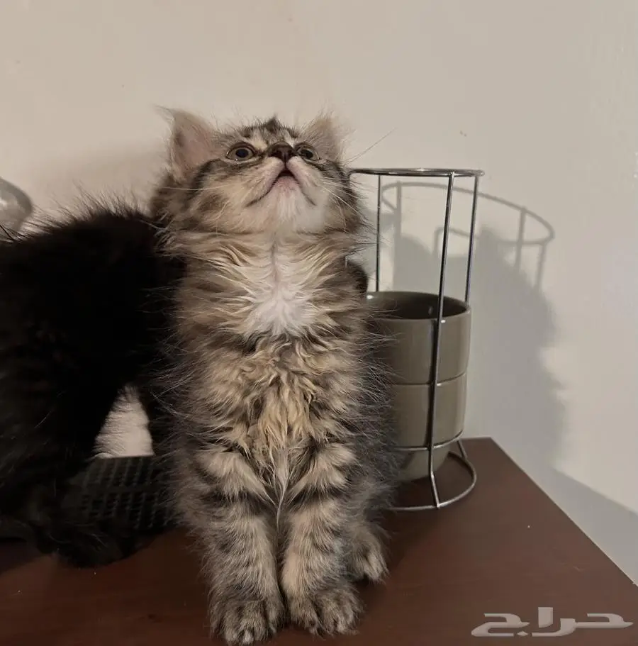 قطط كتن للبيع 1
