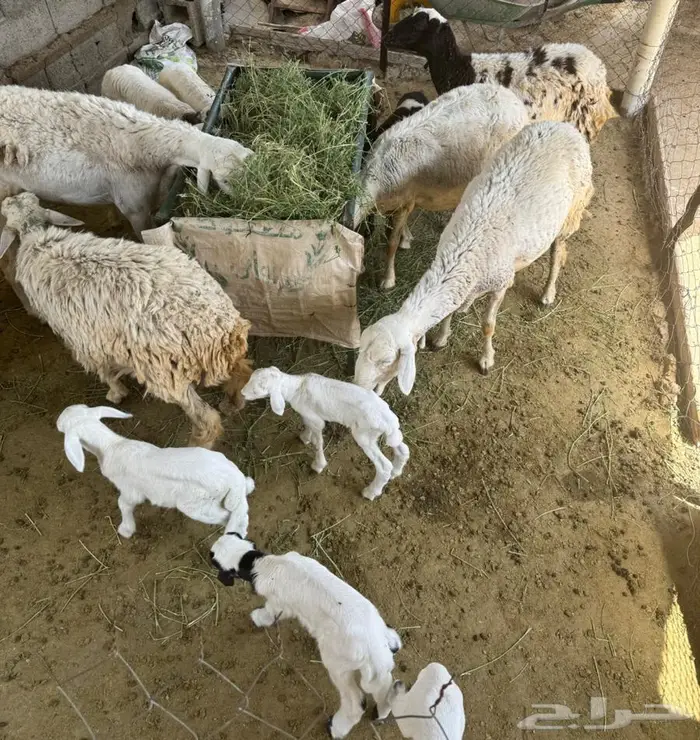 7 روس ضان تحتها 9 للبيع 0