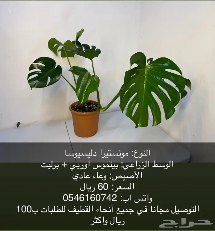 نبات داخلي بوتس - اجلونيما - الوكاسيا - مونستيرا - سنجونيوم 4