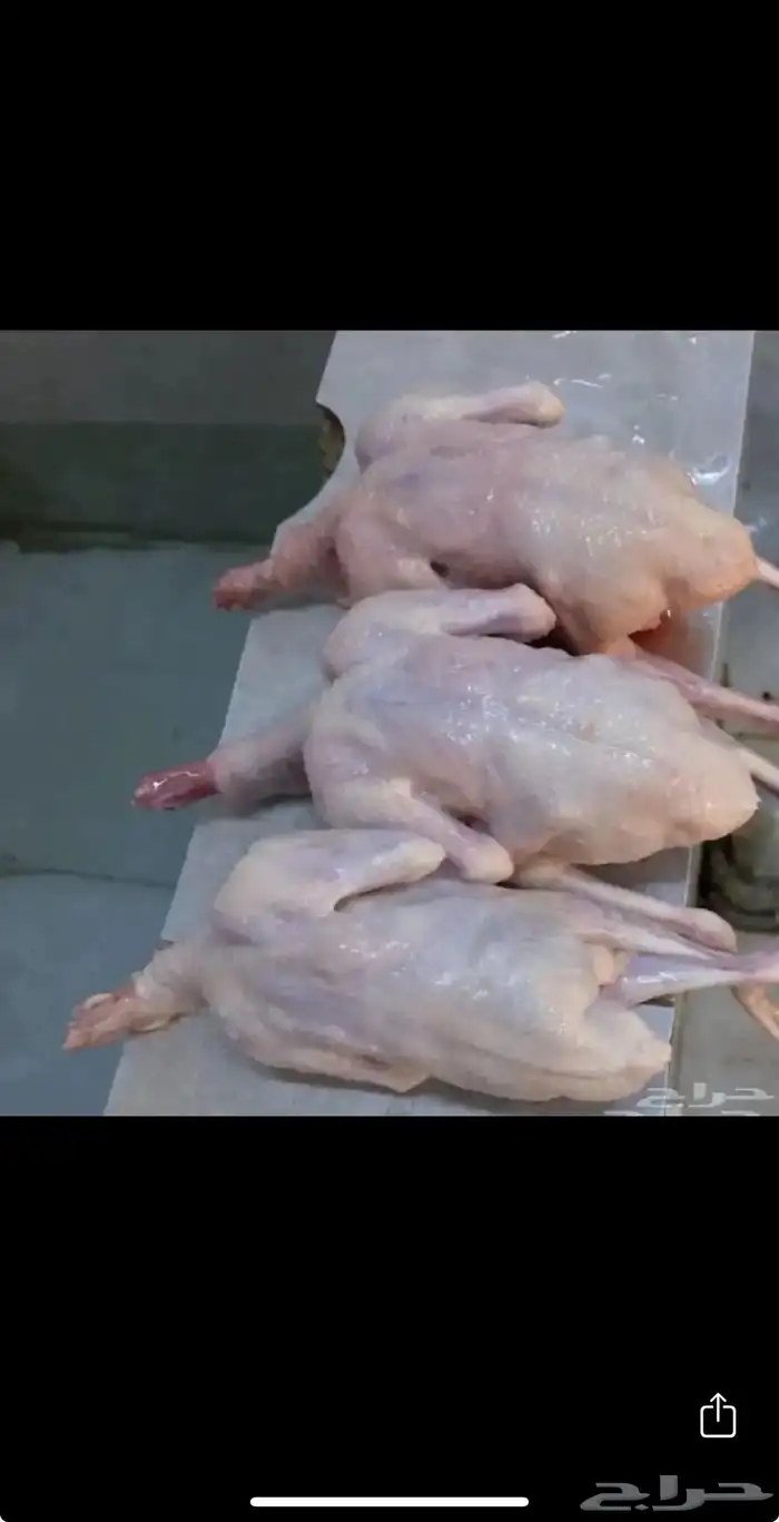 حمام فرنسي 1