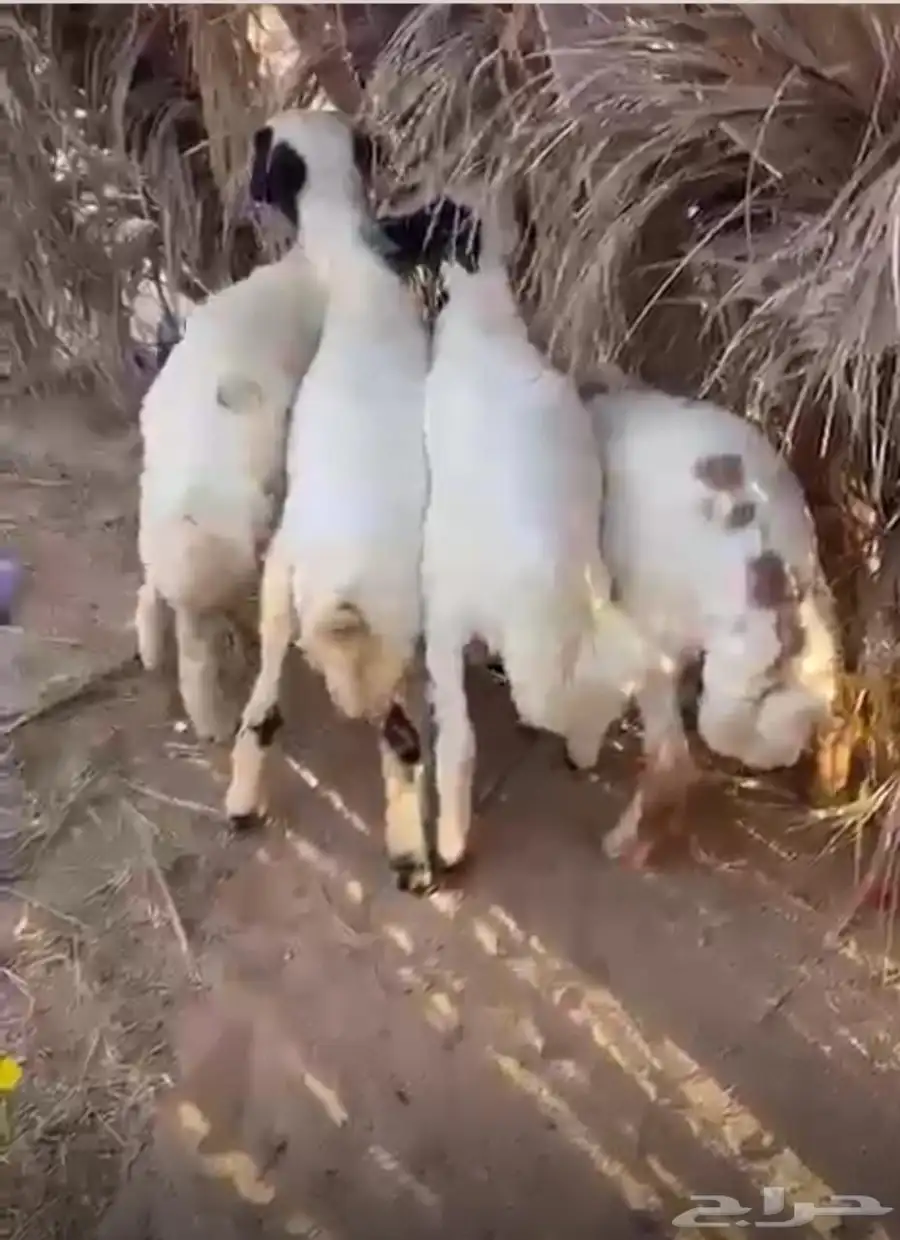 للبيع طليان ورخال 1
