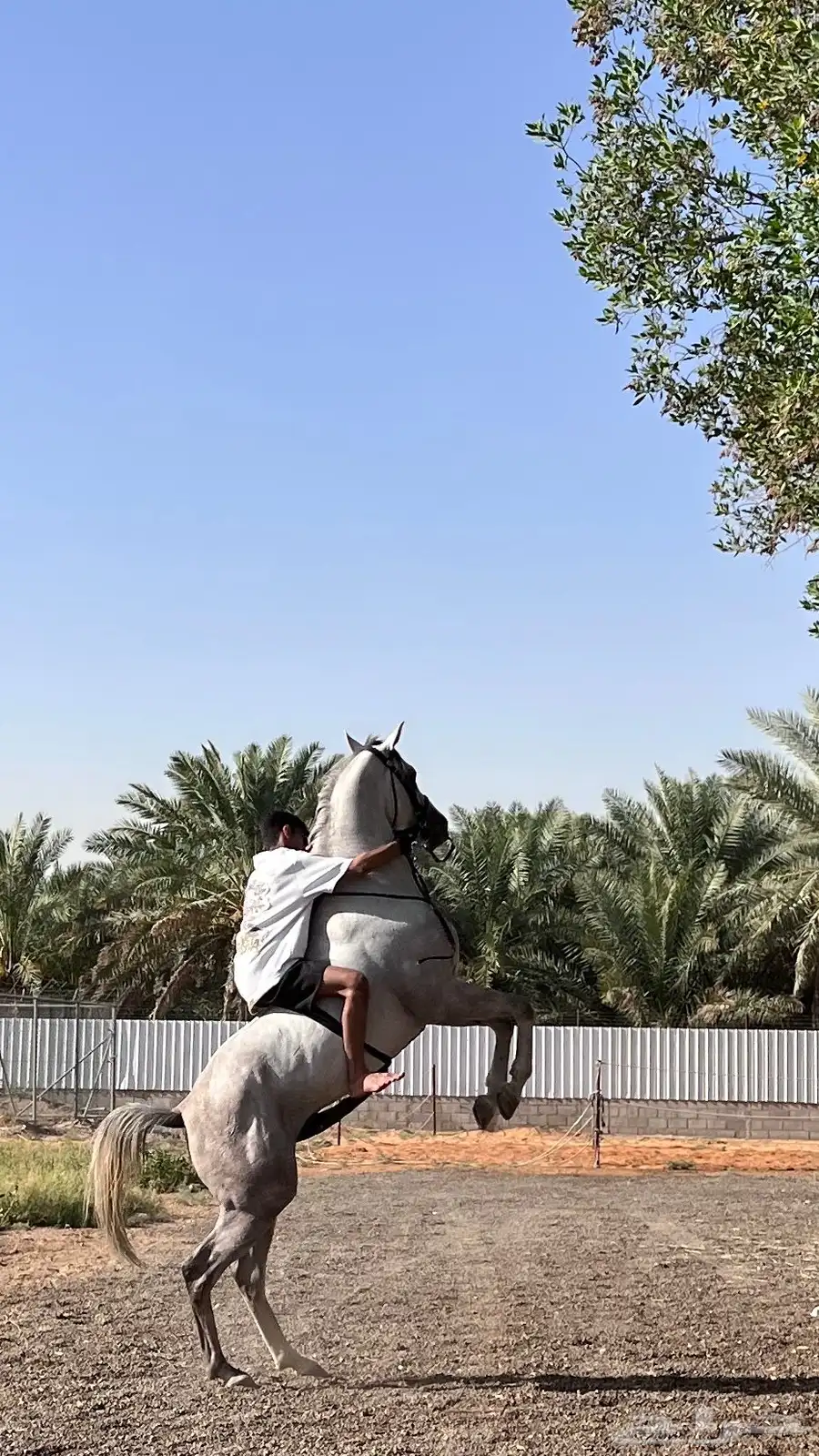 حصان واهو 3