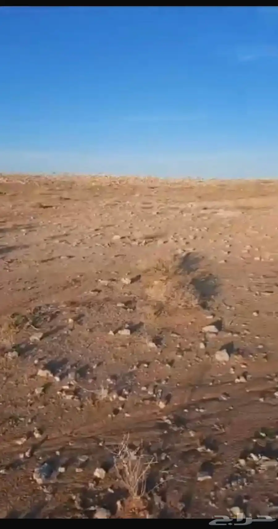 للبيع ارض زراعيه في عنيزه في الملز الشرقي 0