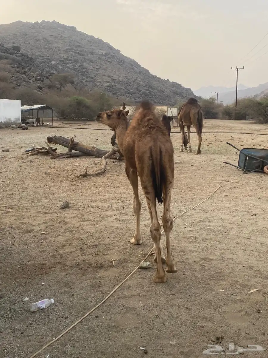 قعود لباني 0