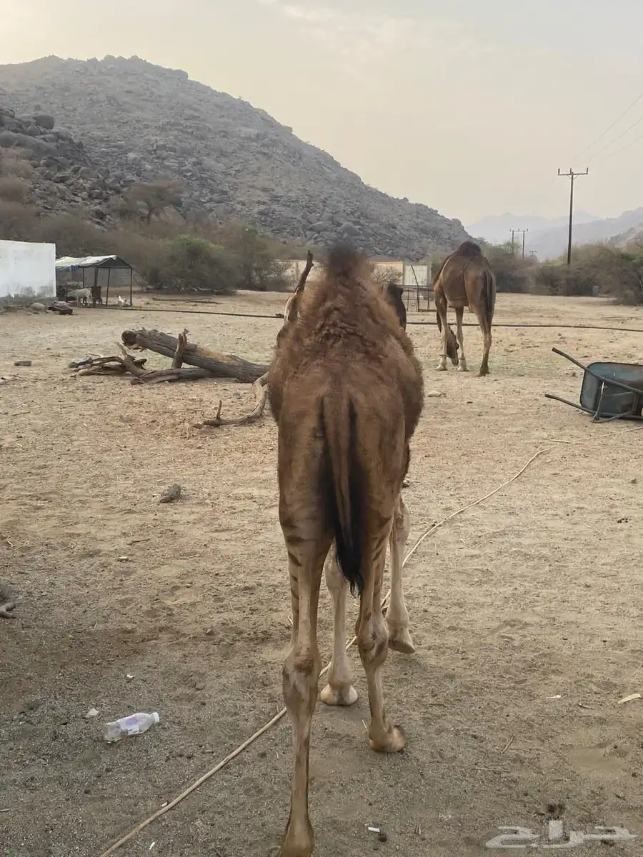 قعود لباني 1