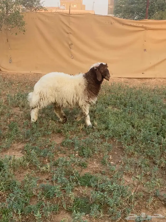 خروف نعيمي البيع مستعجل 0