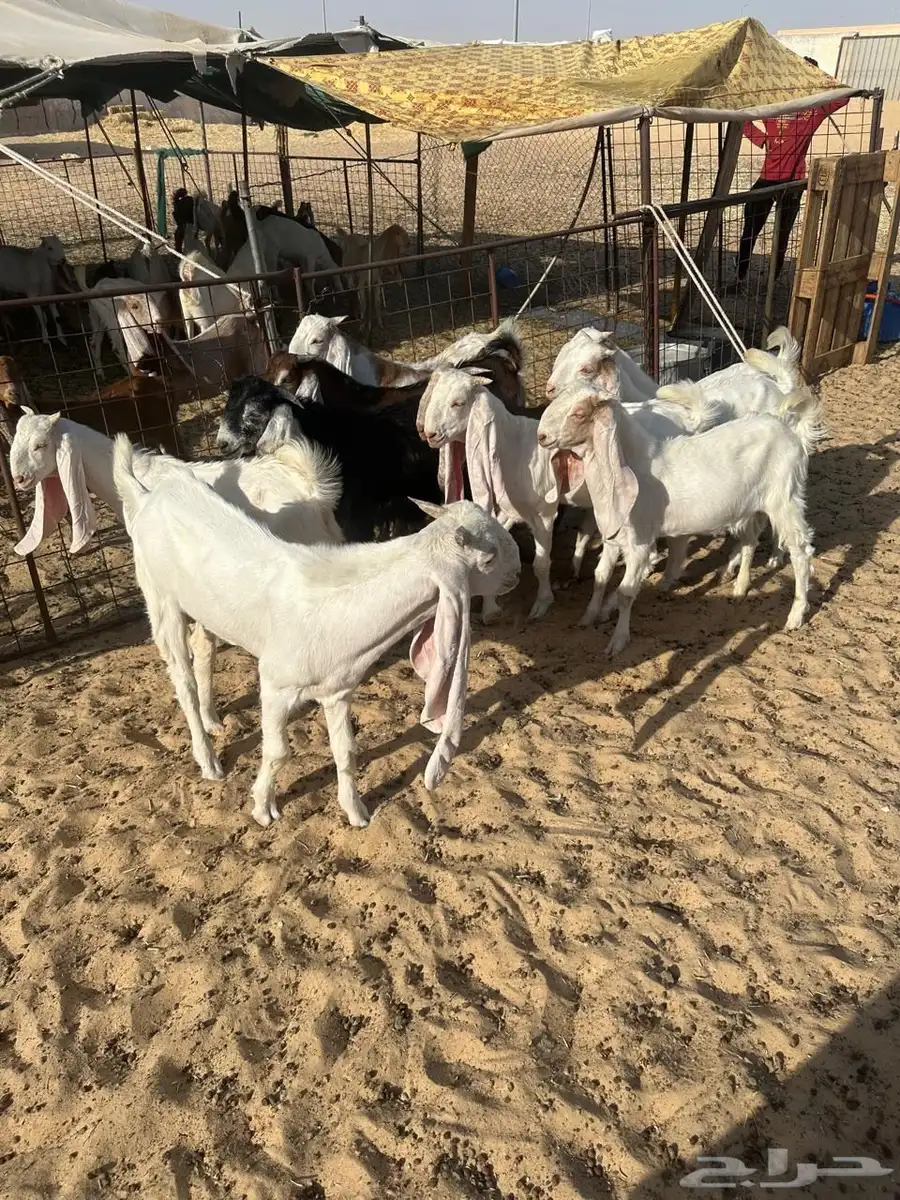 تيوس 2
