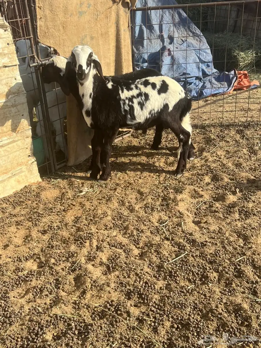 خروف ورخل سواكن انتاج المراح 0
