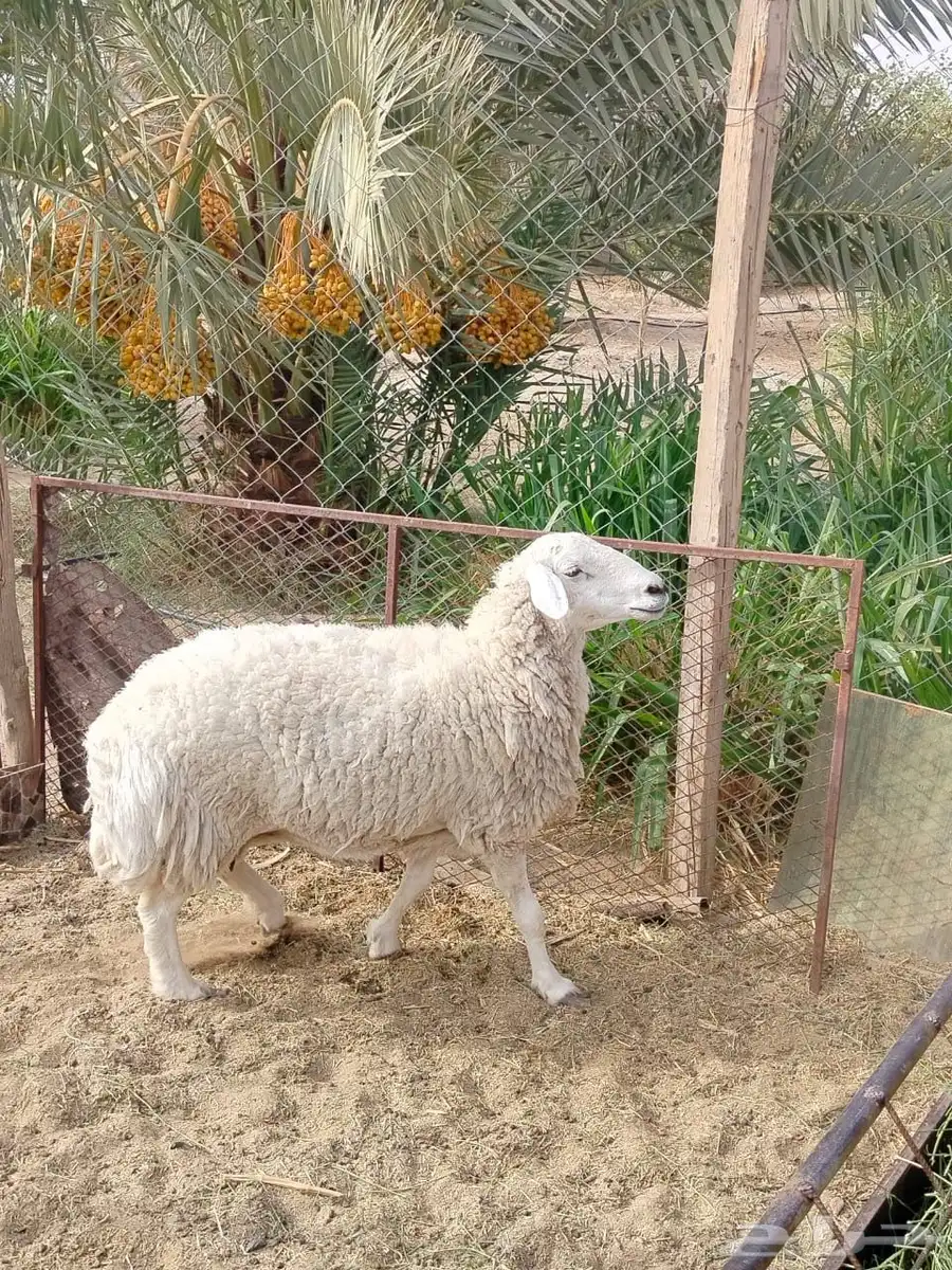 شاتين احوالها طيبه بالحيل واسنانها موضحه في الصور 1