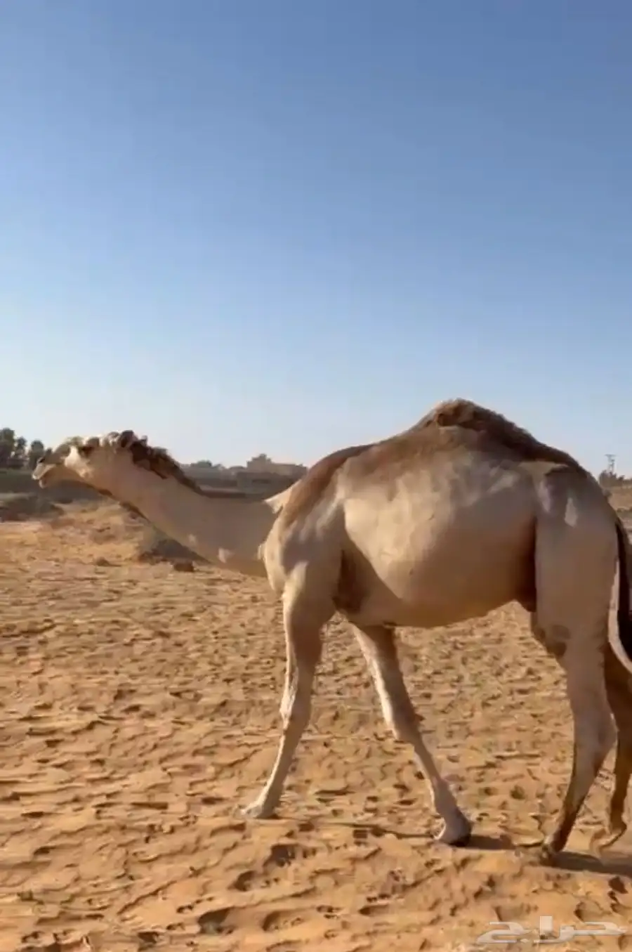 قعود باتلي على بعير بن جليل 2