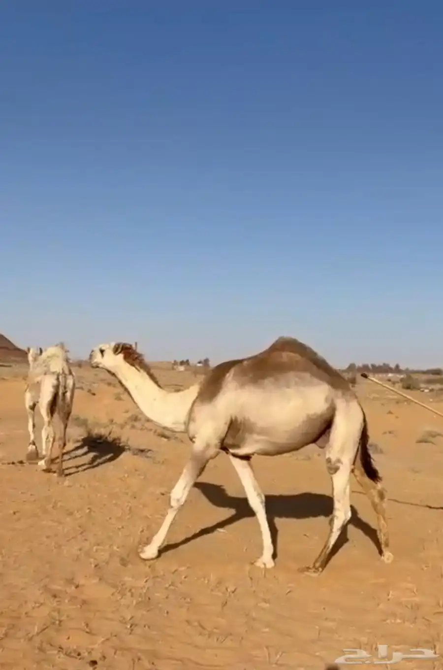 قعود باتلي على بعير بن جليل 1