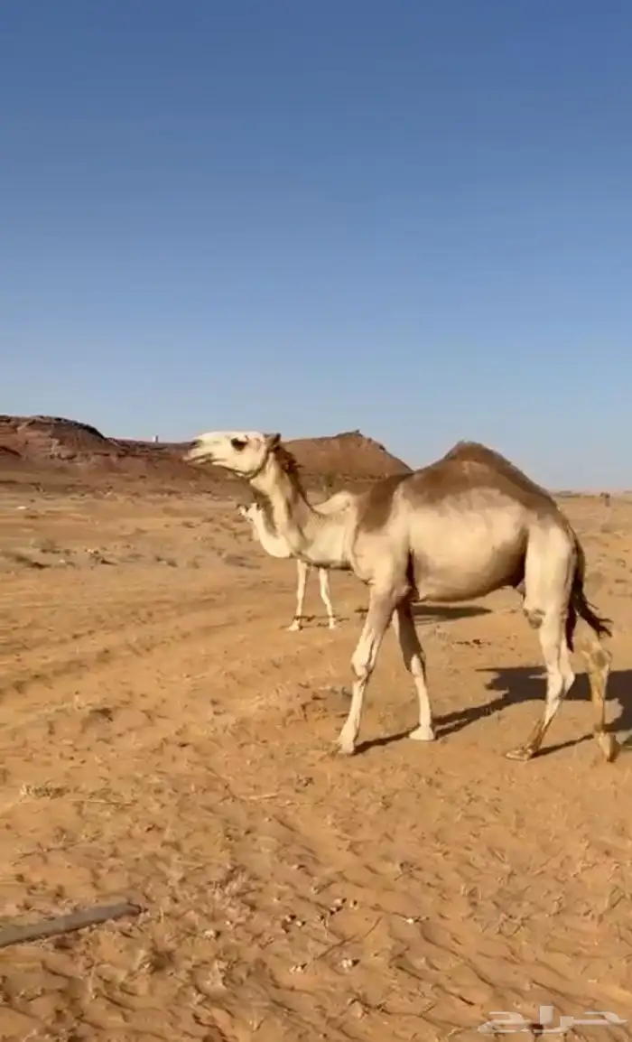 قعود باتلي على بعير بن جليل 3