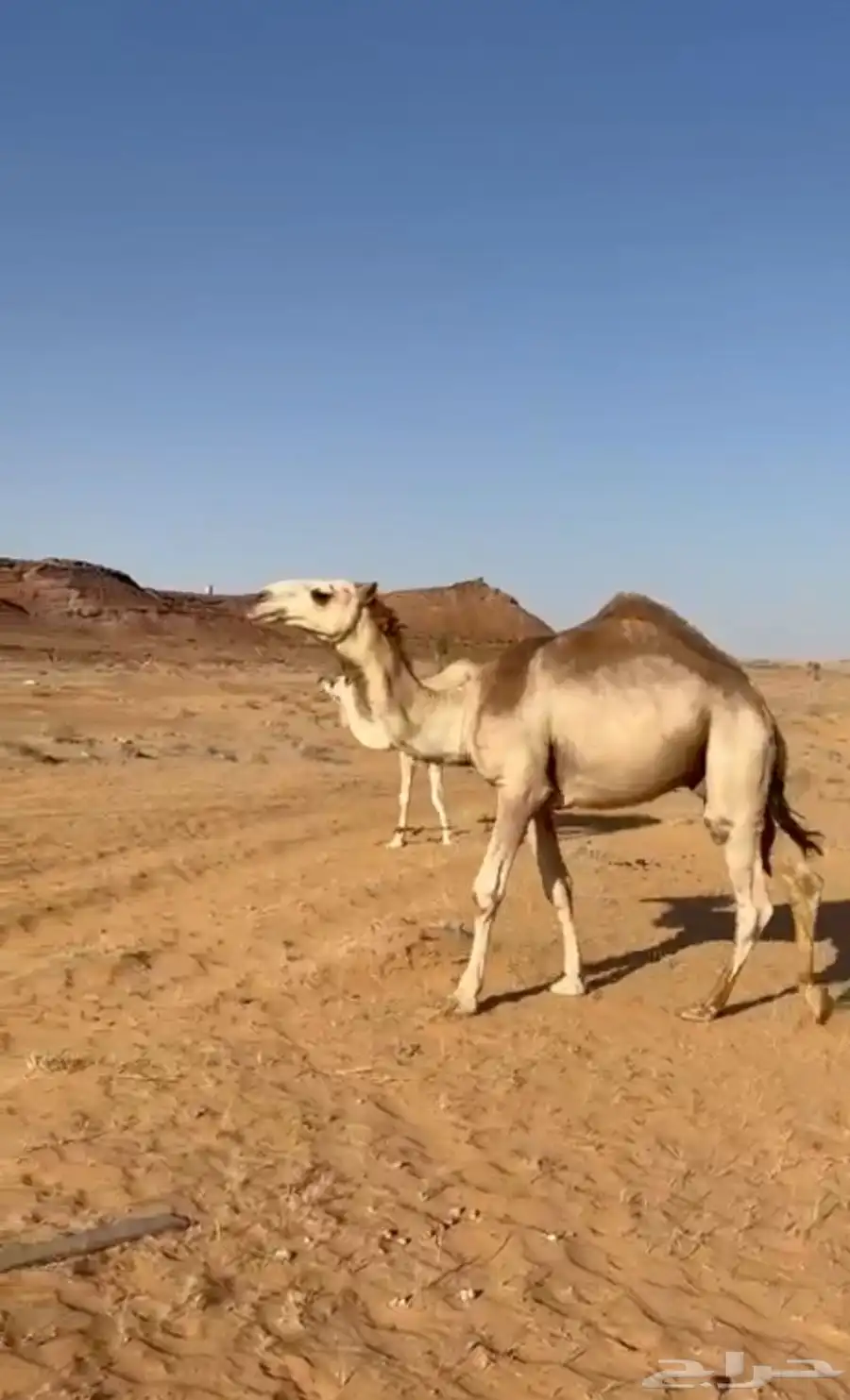 قعود باتلي على بعير بن جليل 3