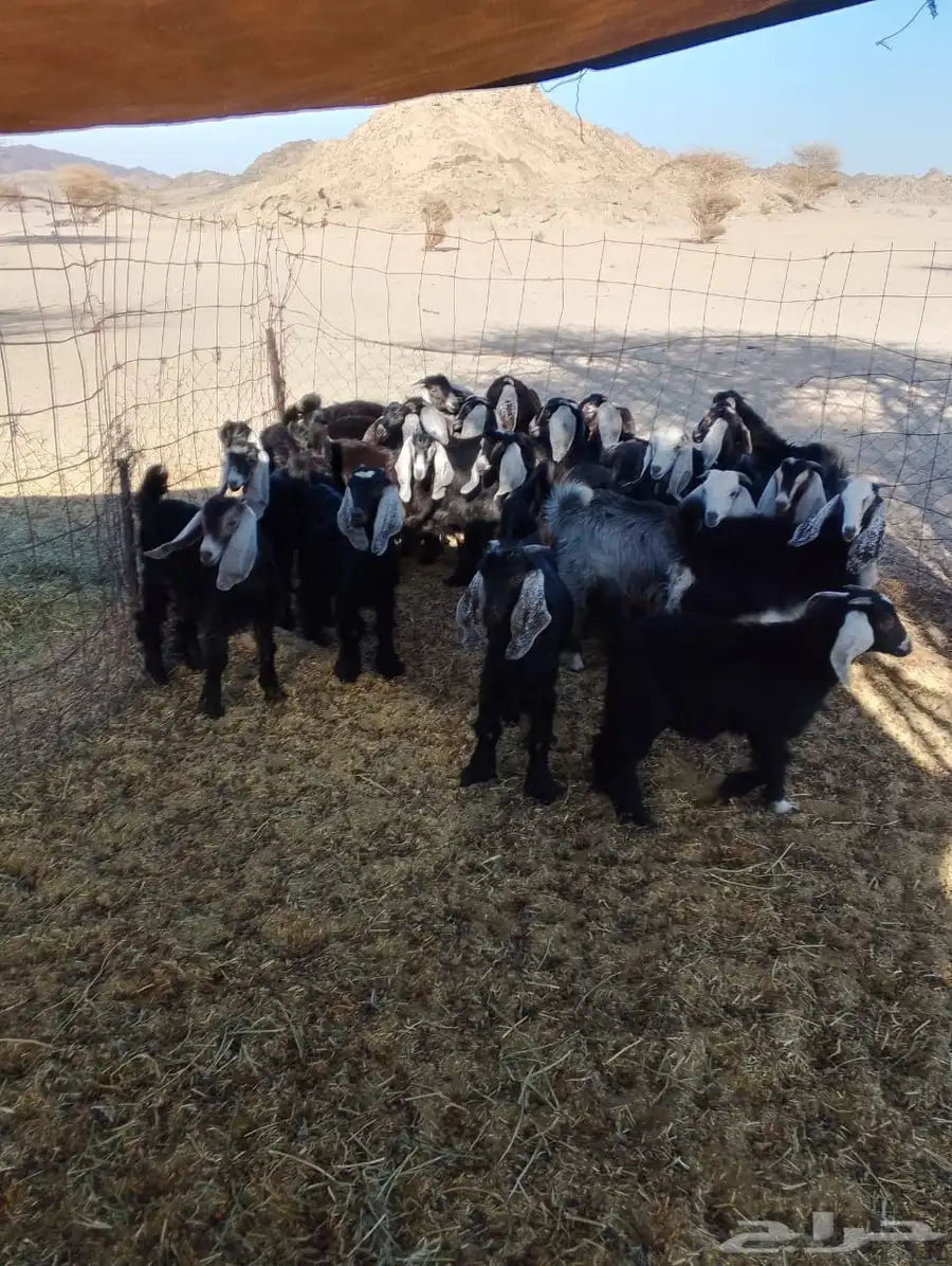 بهم معزا عوارض ديرية 0