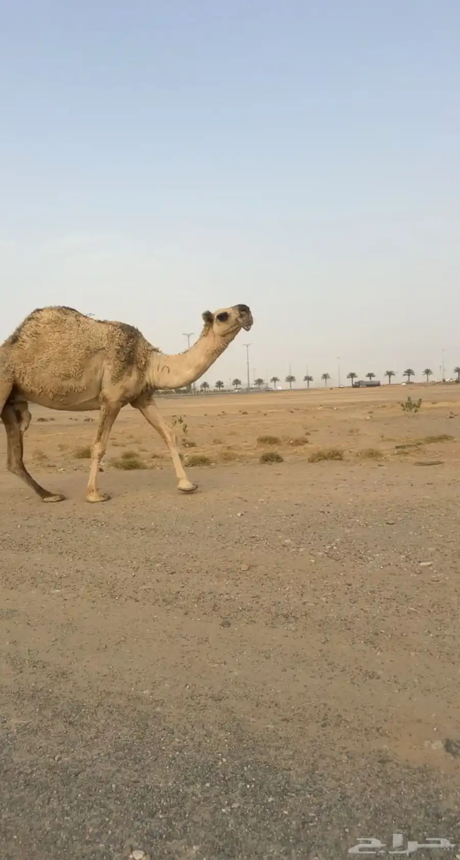 للبيع لقحه منتصفه في القاح 0