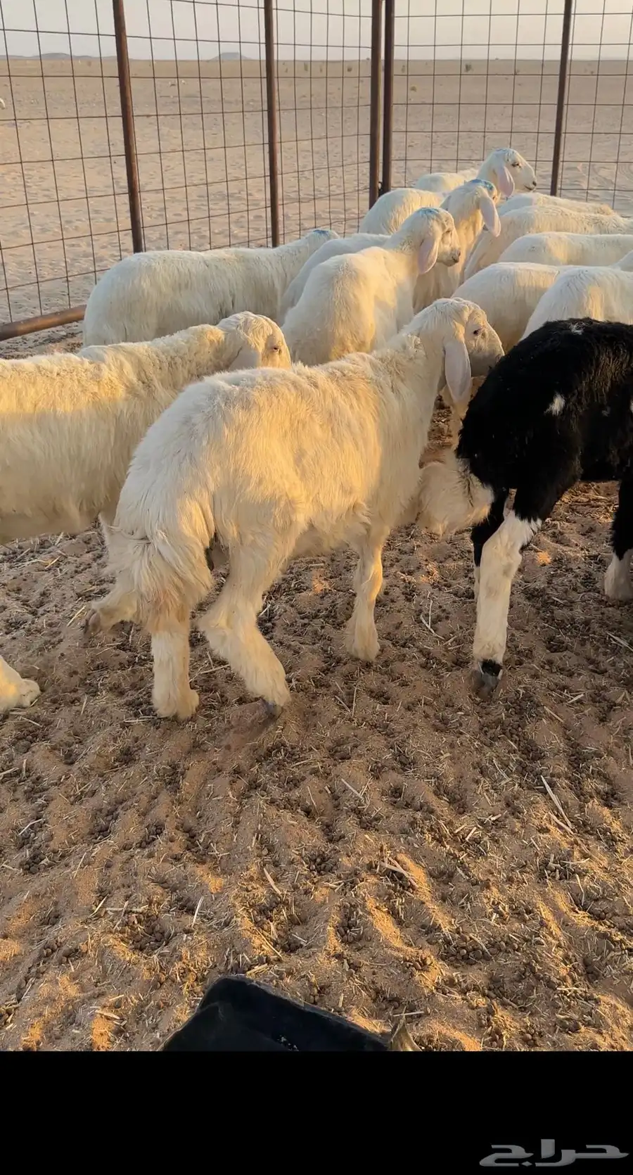 بهم حري للبيع طليان ورخل 0