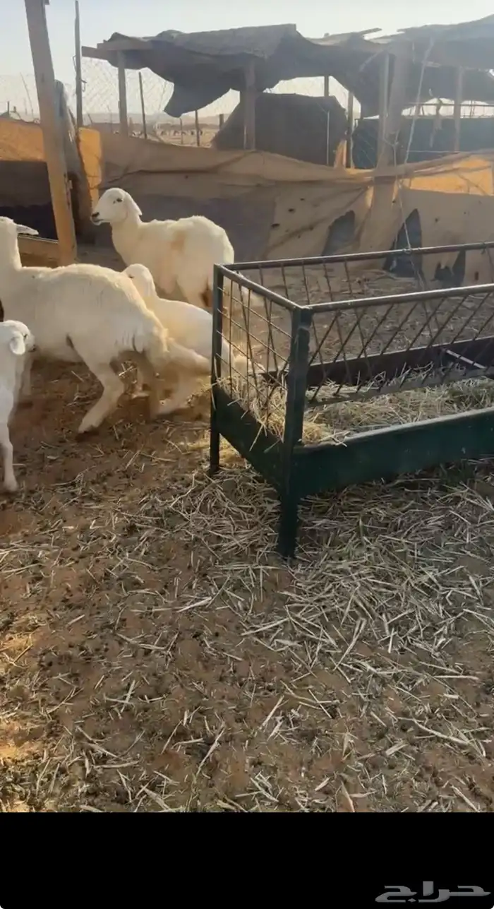 للبيع شاتين تحتها ثنين 0