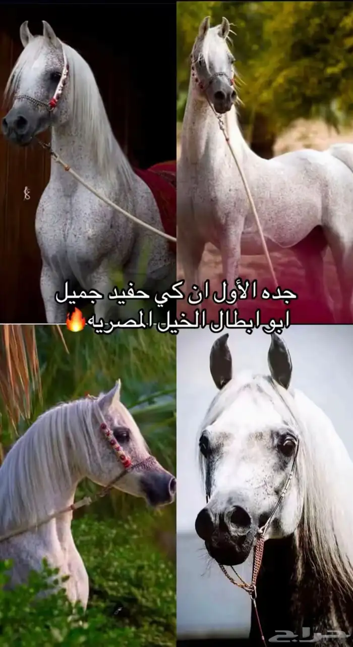 فحل مصري منتج و متاح للتشبيه لوجه الله 11
