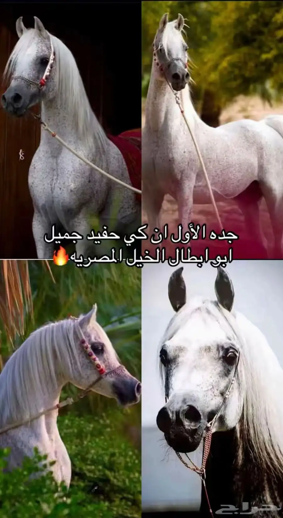 فحل مصري منتج و متاح للتشبيه لوجه الله 11