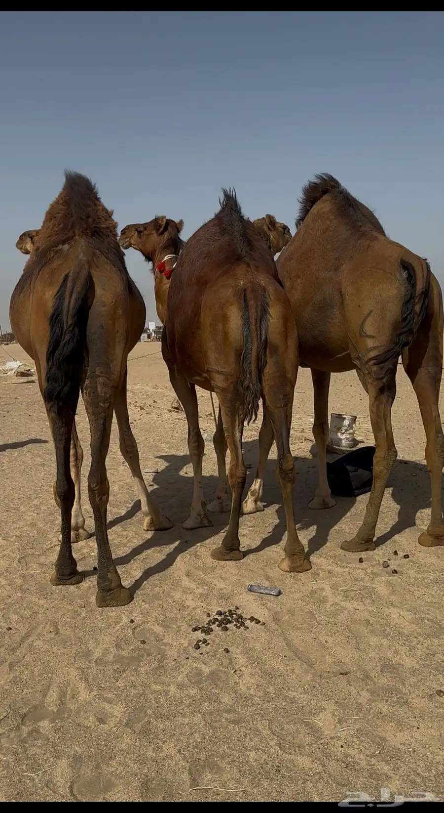 ابل سواحل حمر لقحات 1