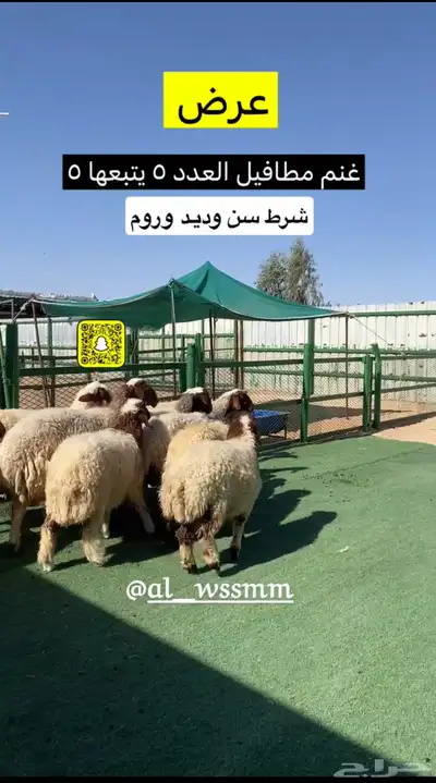 غنم مطافيل خمس يتبعهن خمس رخال كلهن ذبايح 1