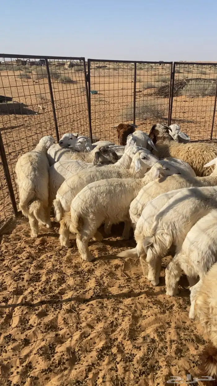 بهم حري خرفان صافي. طيب. ونظيف. العدد18 0