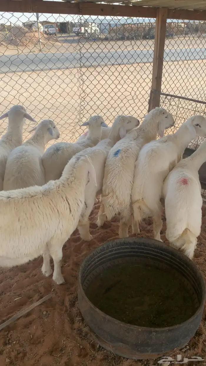 ذبايح حريات 2