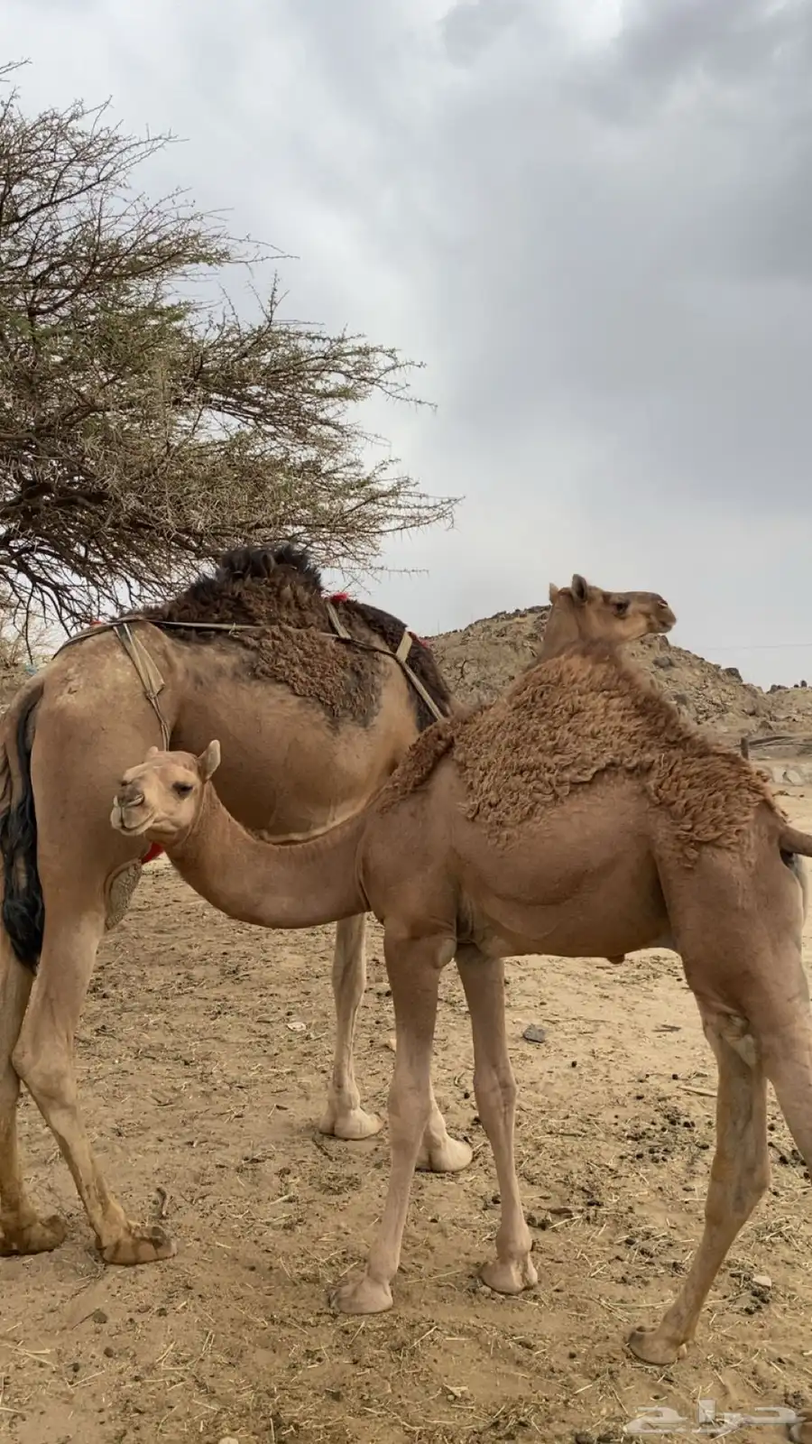 خلفة كفو هديه ماتتحرك تحتها قعود عمره 7 شهور ثاني حاشي لها 5